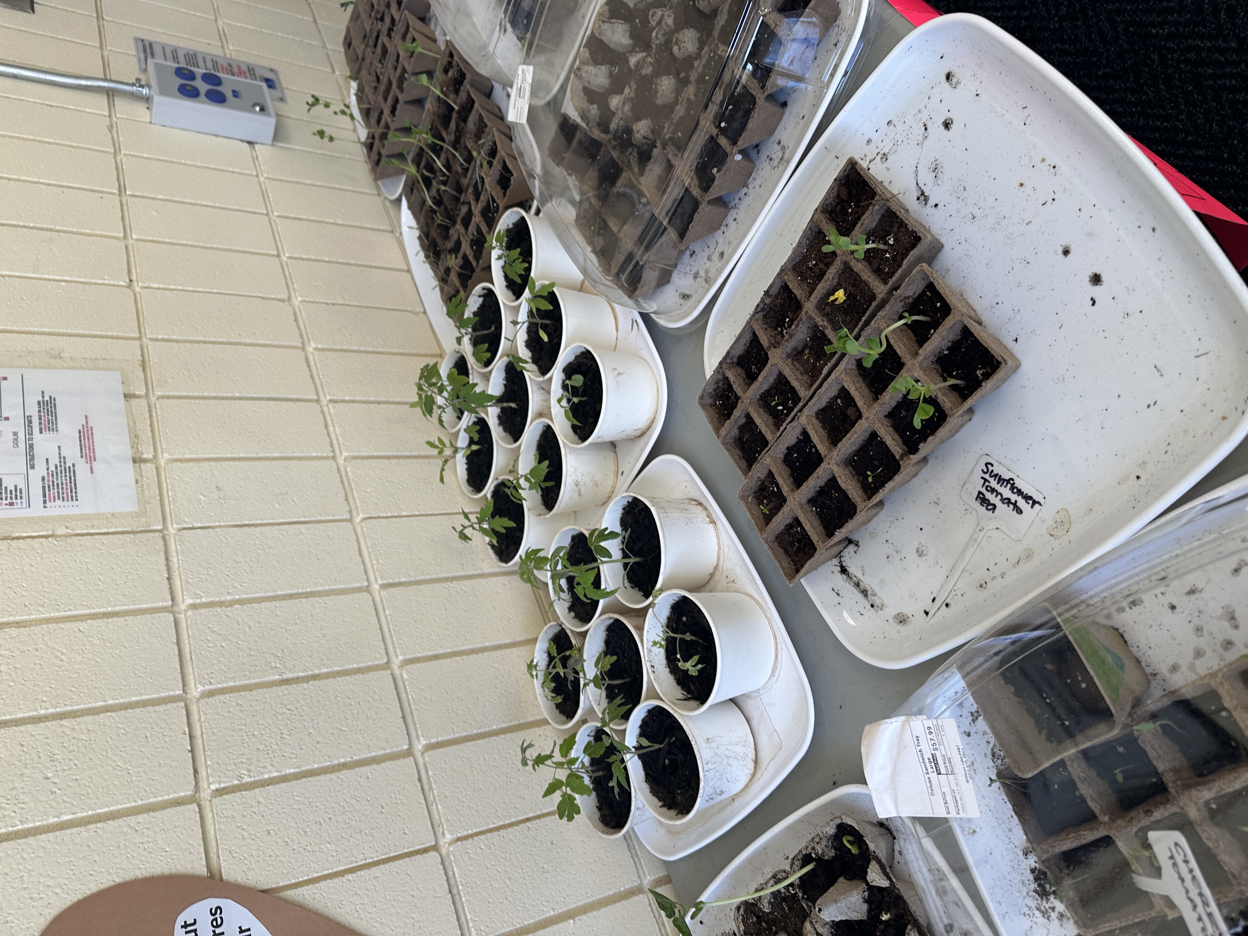 Garden Club1 tess riley